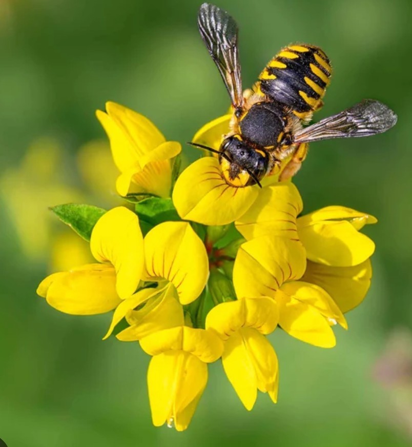 400+ Bird’sfoot Trefoil Seeds **Fresh Seeds** ~~ Free Shipping~~