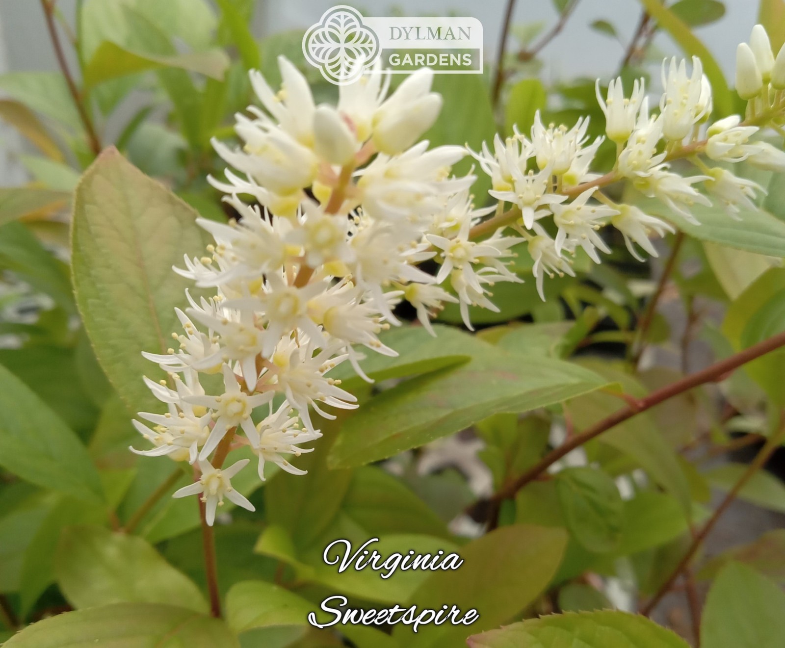 Sweetspire (Itea virginica) – Virginia Willow – Live Plant – Multiple Sizes