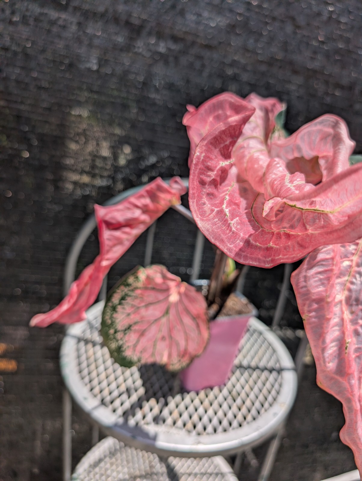 RARE Thai Beauty Caladium Plant Pink Green Translucent Leaves Live Rooted Aroid