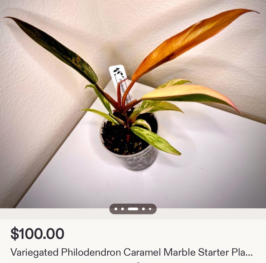 Rare XL Philodendron Pink Flushed Caramel Marble 27″ Wide Not Anthurium Monstera