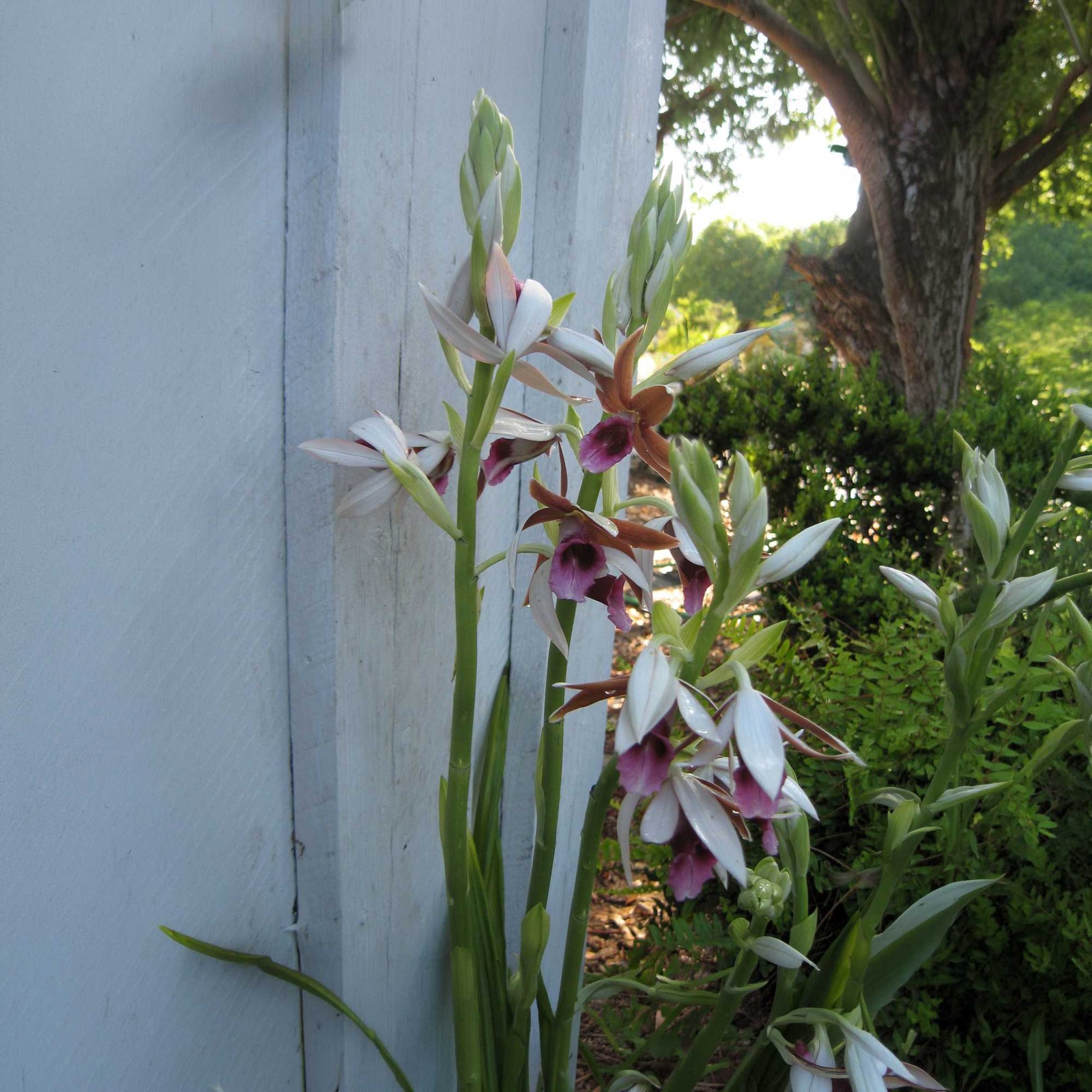 Nun Orchid Tropical Shade Garden Live Plant Unusual Pink Brown Bloom Starter
