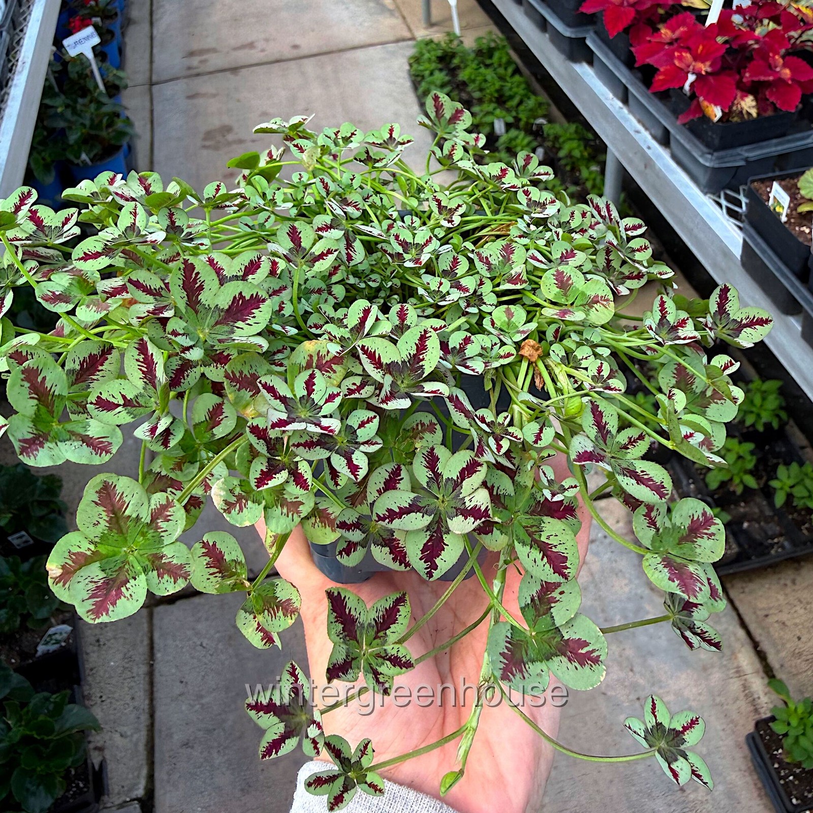 Trifolium Lucky Clover, Red Stripes, Shamrock Clover