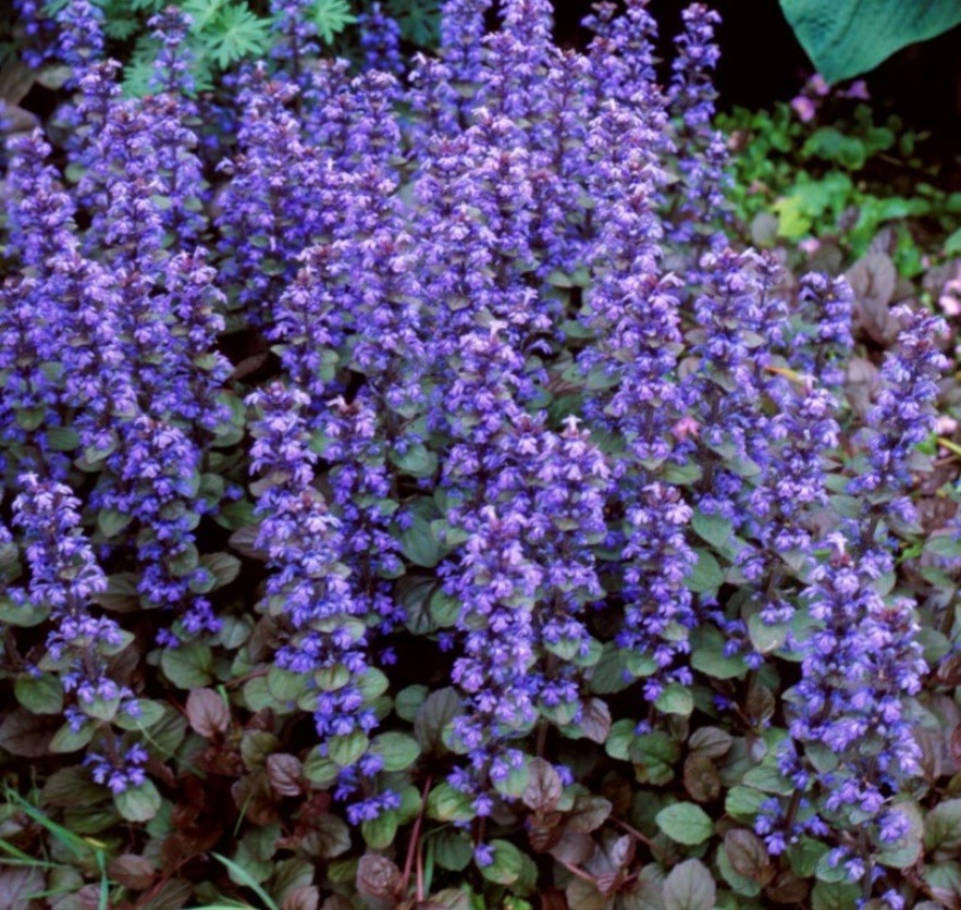 Bugleweed Chocolate Chip (2)