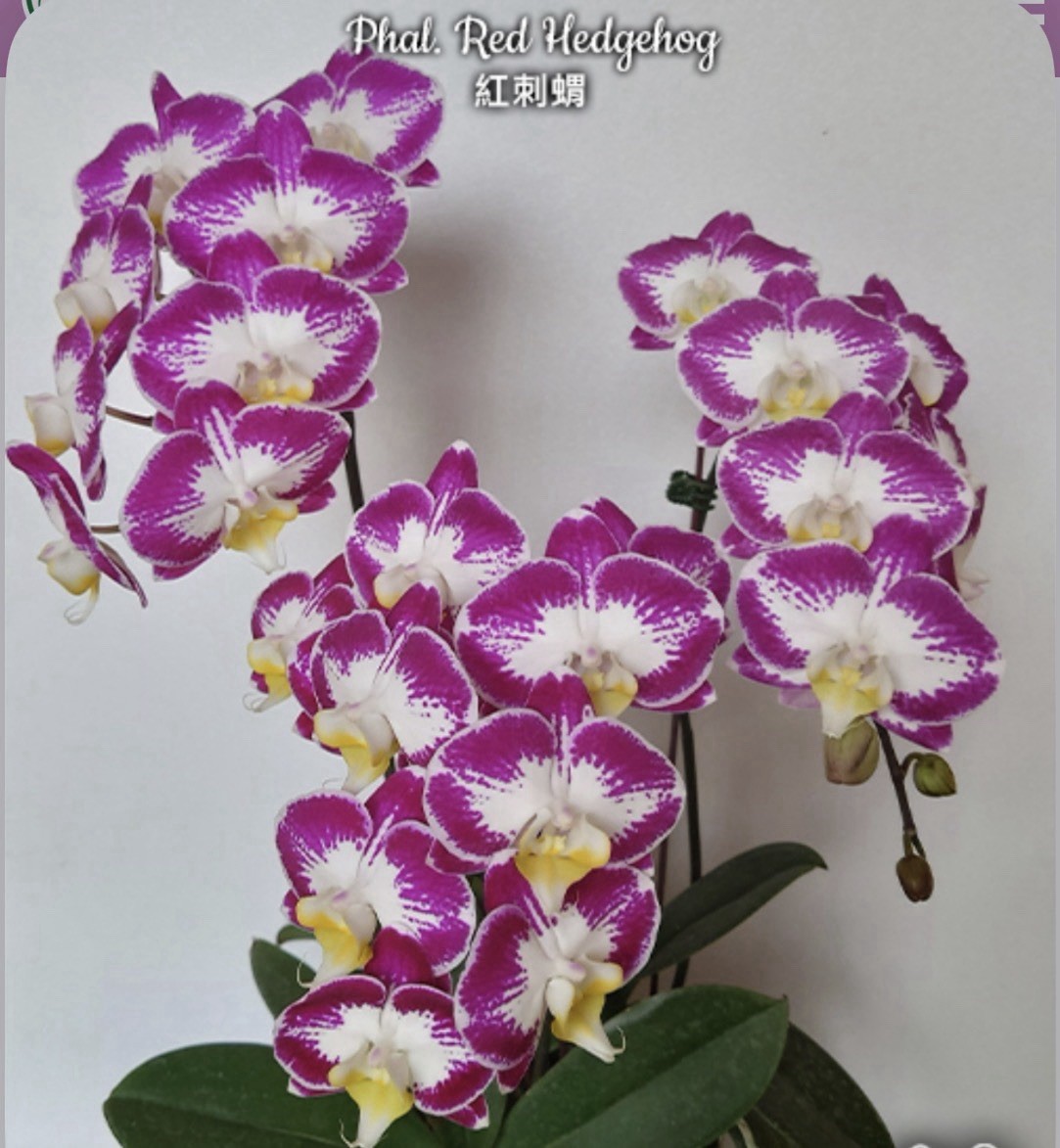 Phal. Red Hedgehog, Mericlone, Blooming Size, FREE Shipping