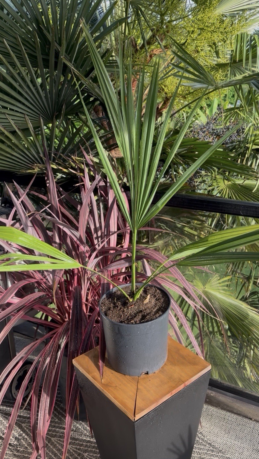 LIVE -4 Degrees Cold Hardy Palm – Snow/Ice Resilient-Shade Tolerant -Sabal Minor