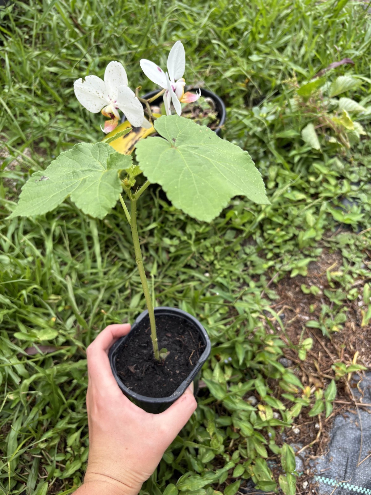 Clemson Spineless Okra Seedlings Shipped in Potted Soil – Fast‑Growing Heirloom