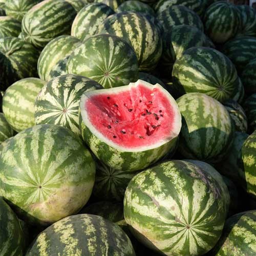 Orangeglo Watermelon Seed. 10 Seeds Free Shipping!