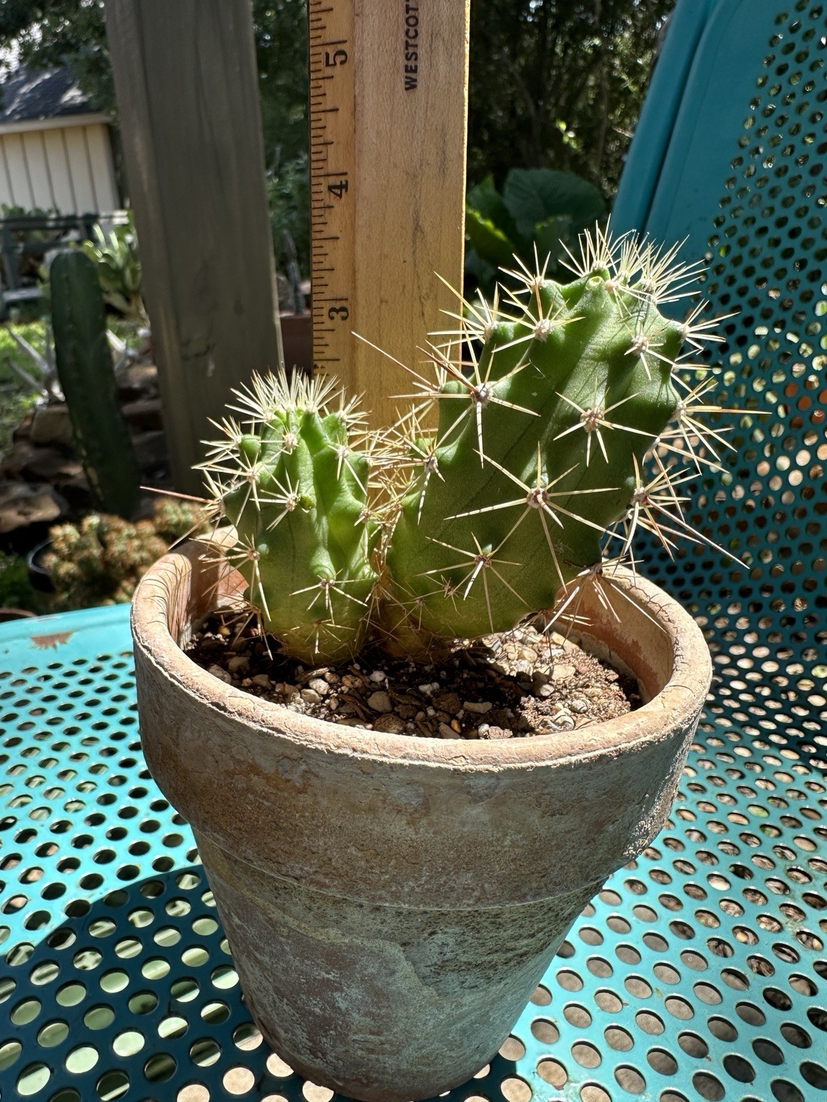 Echinocereus Coccineus Scarlet Hedgehog Cactus Claret Cup Bare Root Cold Hardy