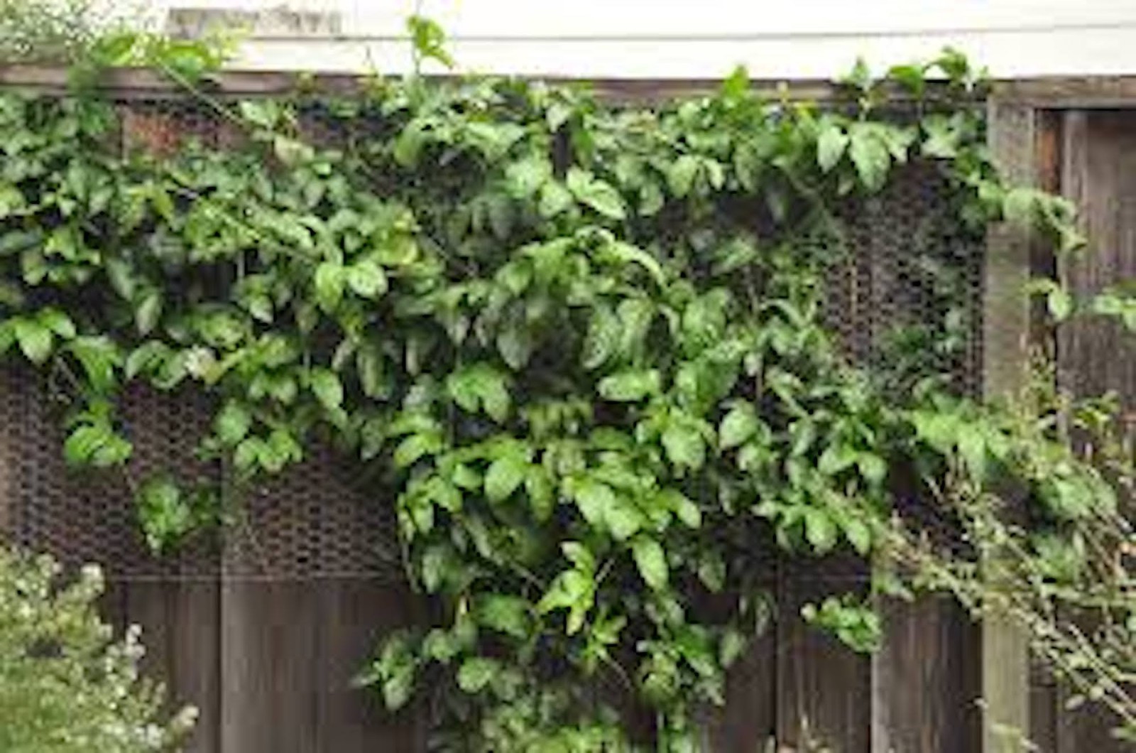 1 Purple Passion Fruit Starter Plant Passiflora edulis