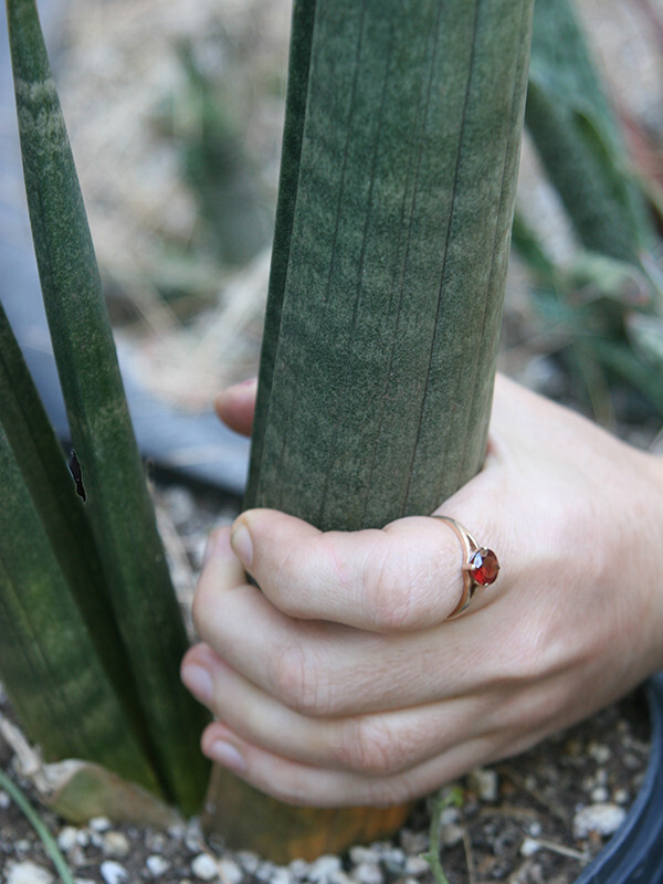 Sansevieria Stuckyi — Zimbabwe : Leaf+Roots Robust Healthy Plant Elephant Tusks