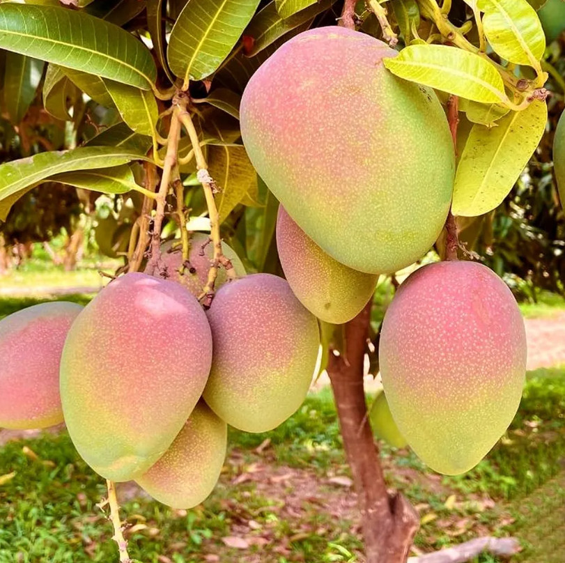 Live Grafted Kent Mango Tree – 3 Gal Pot – Tropical Fruit Tree – No Ship to CA