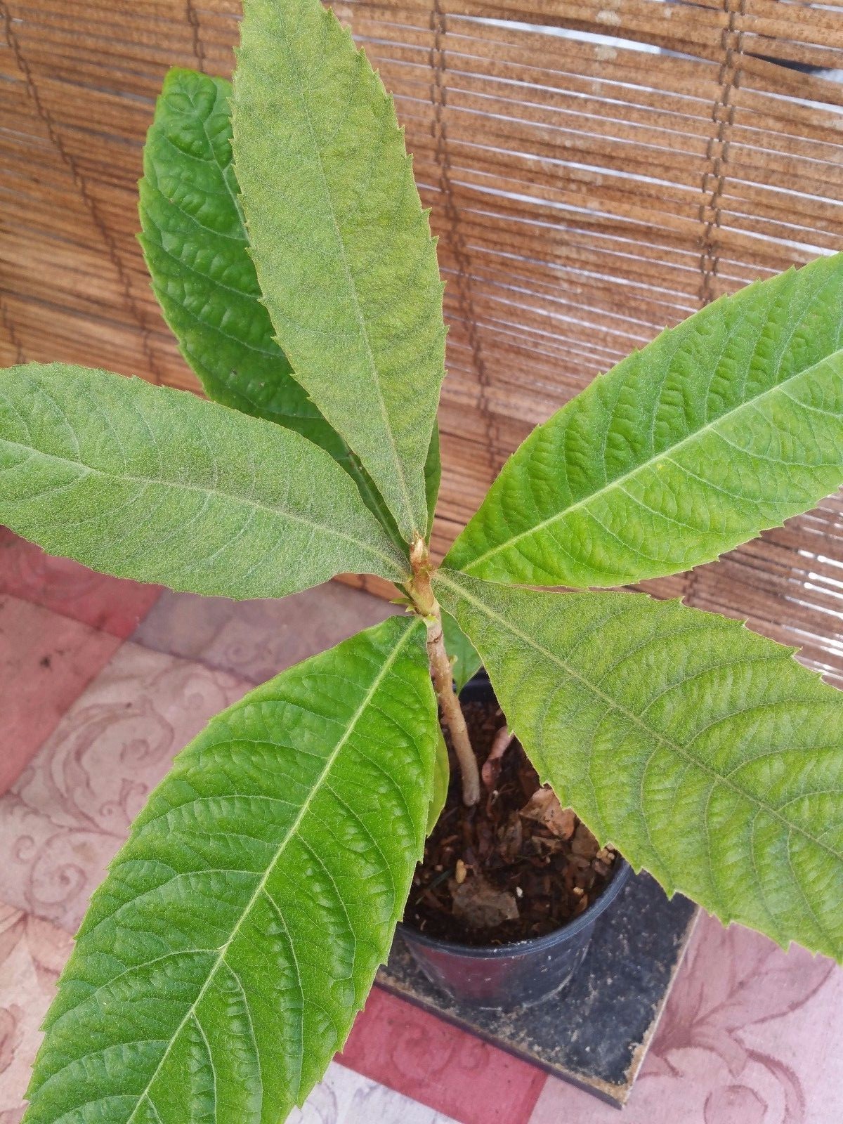 Loquat (Big jim seedling) Tropical Fruit Tree