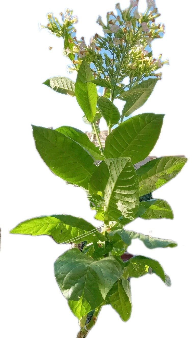 American novelty habano-2000 tobacco seeds 1/4 gram (~2000+ ) Not imported