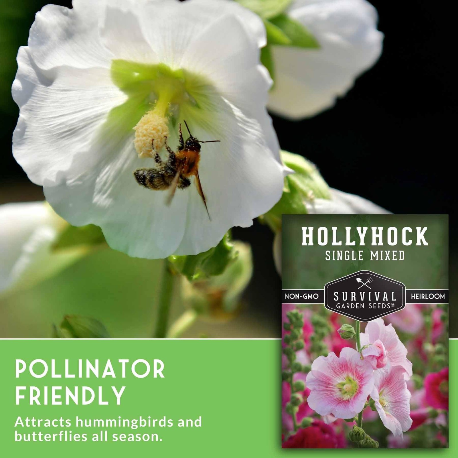 Mixed Hollyhock Seeds Tall Colorful Flower Spikes for Gardens and Hummingbirds
