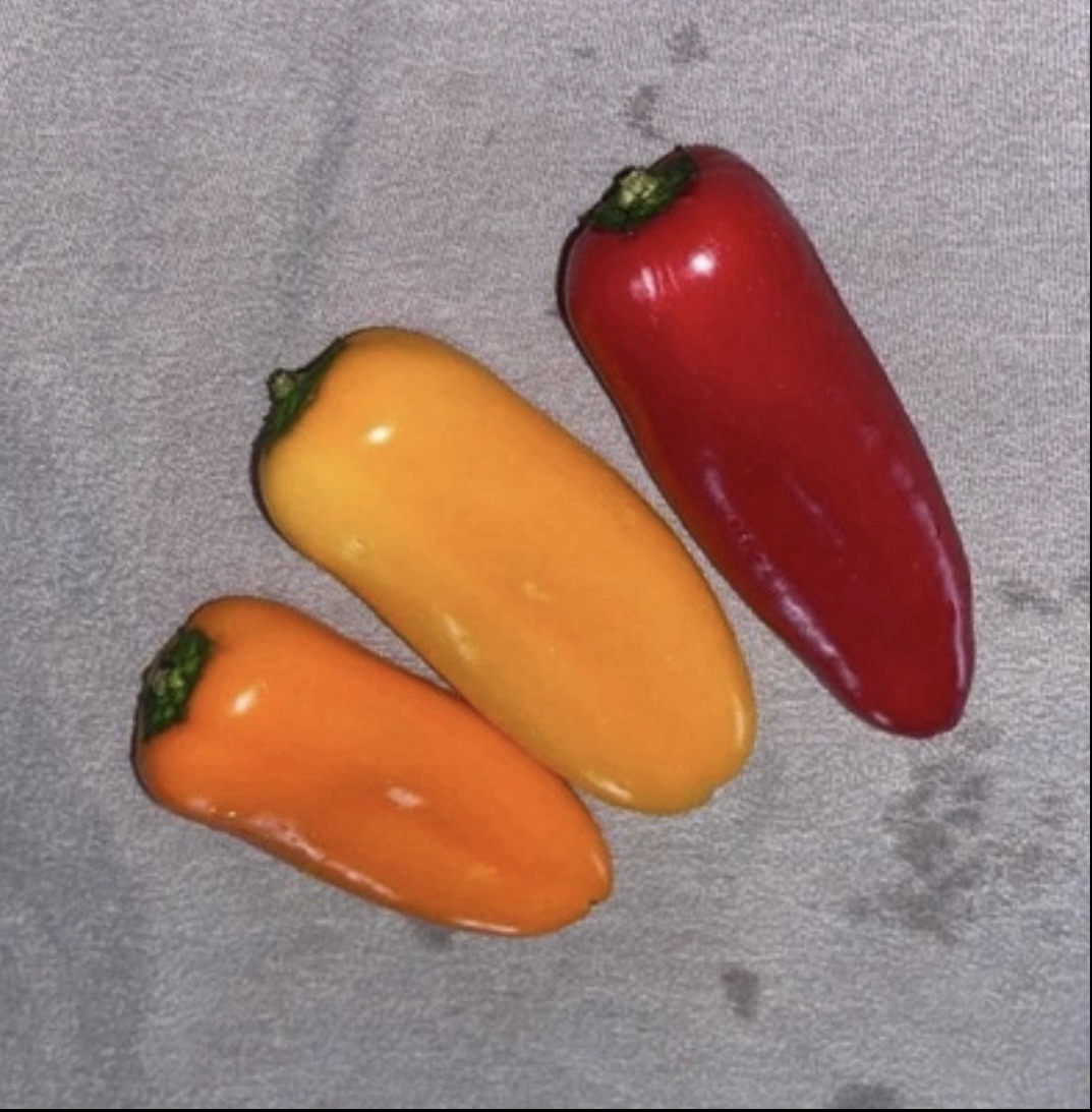 SNACK PEPPERS! MIX OF [YELLOW, ORANGE & RED] PACK OF 25+ SEEDS