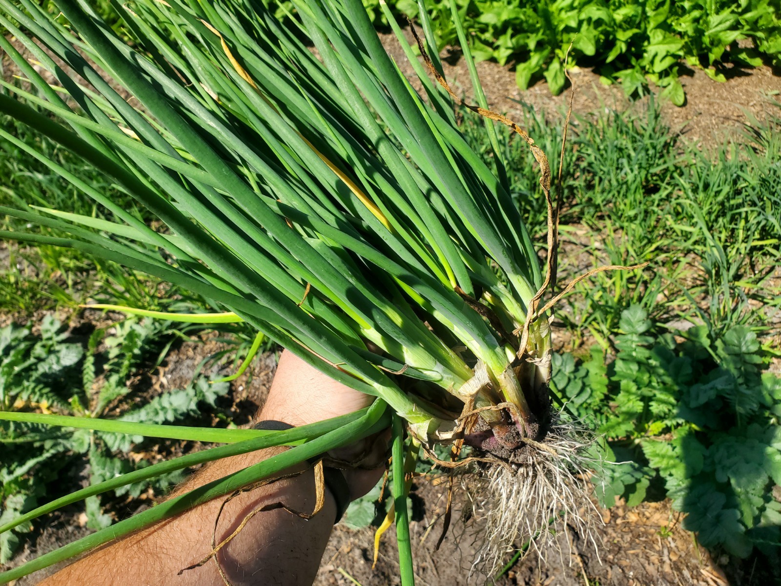 20 Hawaiian Heirloom AKAKAI perennial bunching onions! Super productive & hardy!