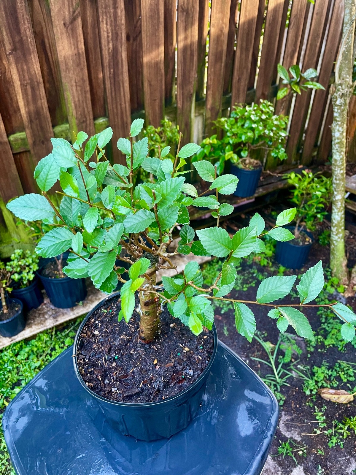 CHINESE ELM Pre-Bonsai /Bonsai Tree Cold Hardy / Tiny leaves 8 years old