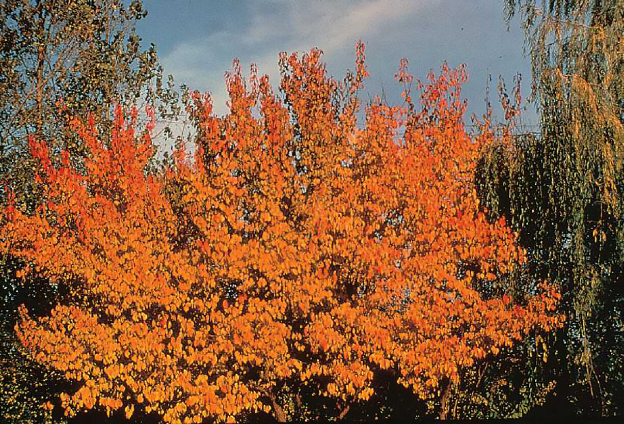Apricot, Prunus armeniaca, Tree Seeds (Fast, Hardy, Edible, Showy, Fall Color)