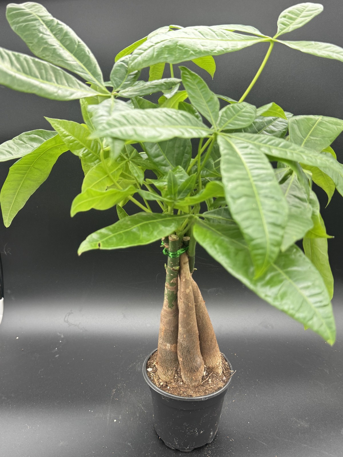 Money Tree (Pachira aquatica) – 4″ Pot Live Plant – Free Shipping