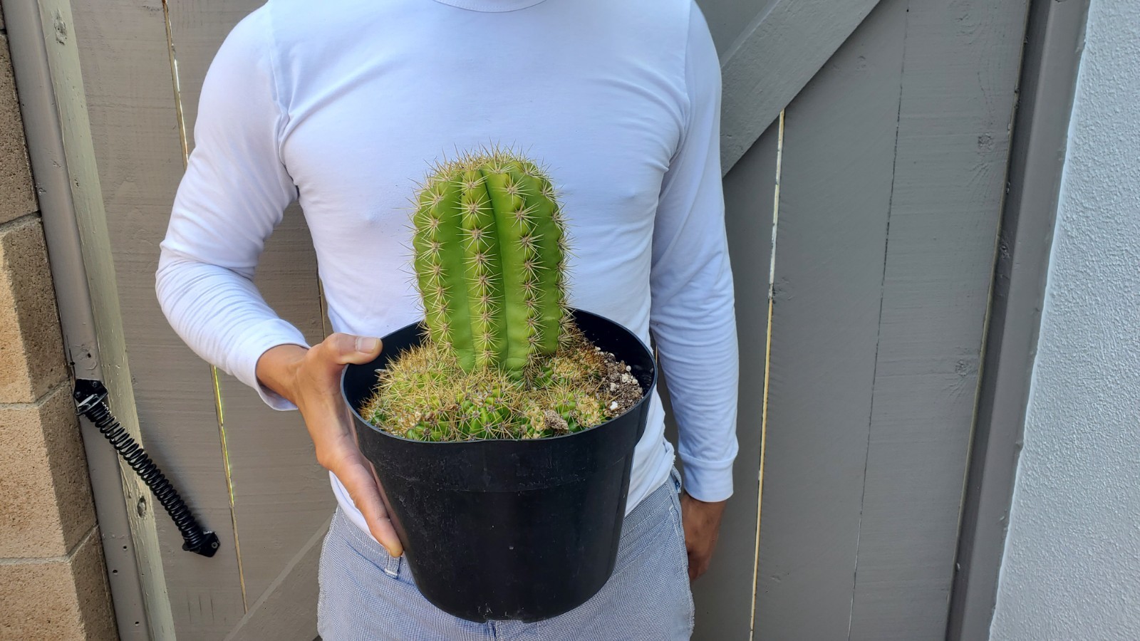 Sun Goddess Cactus
