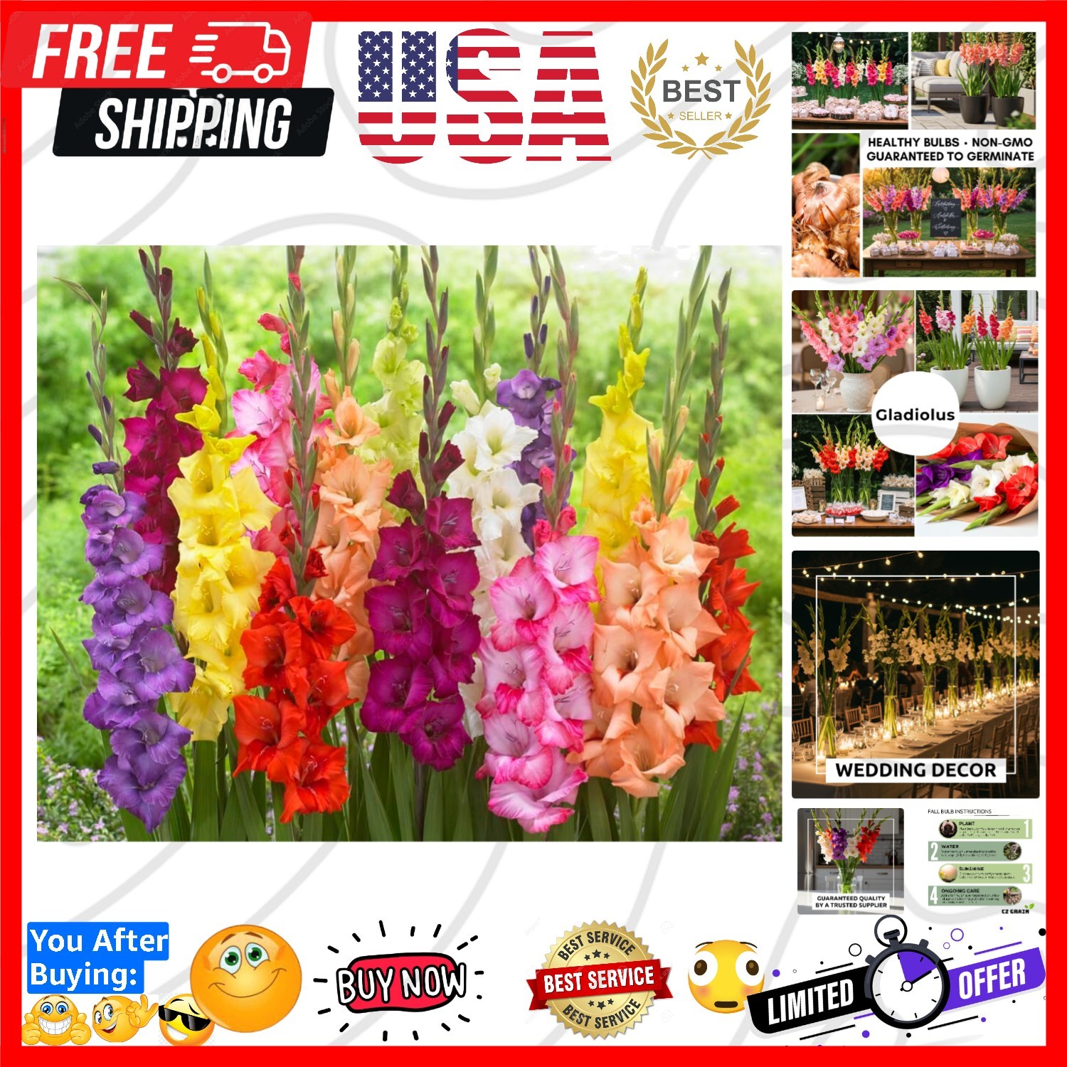 4 Gladiolus Bulbs – Mixed Colors – Sword Lily – Easy-to-Grow Perennial Flower…