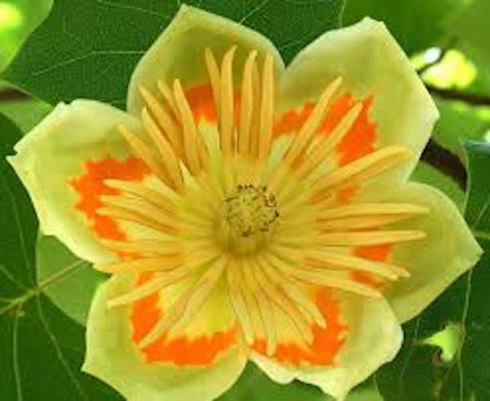 3 Tulip Poplar Tree Bare Root 12-24″ Tall Liriodendron tulipfera
