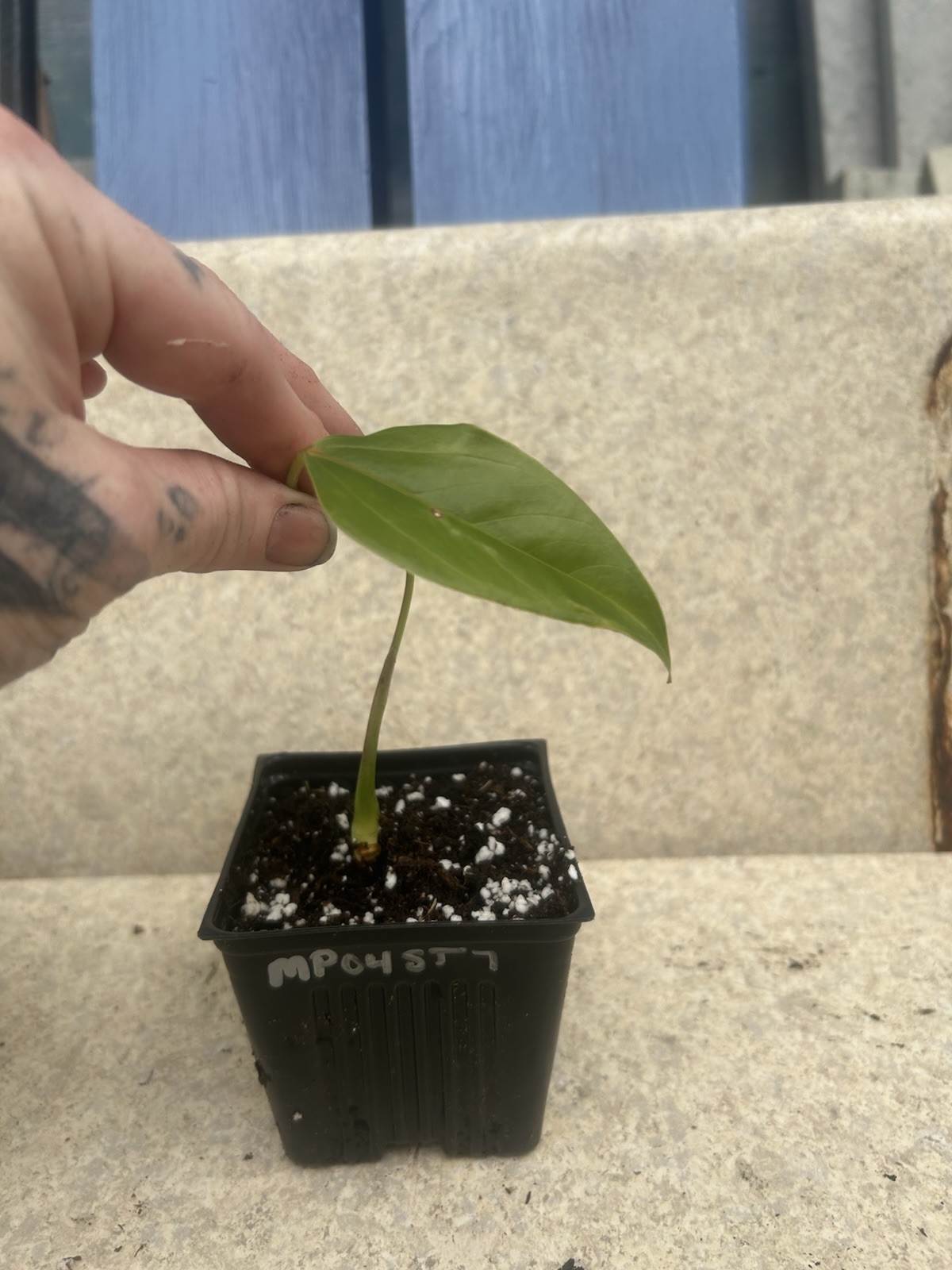 Anthurium Peppermint (Speckled) Seedling Starts