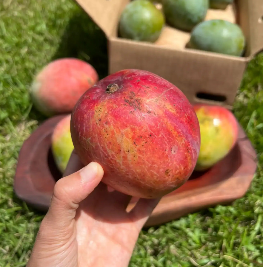 Live Grafted Kent Mango Tree – 3 Gal Pot – Tropical Fruit Tree – No Ship to CA