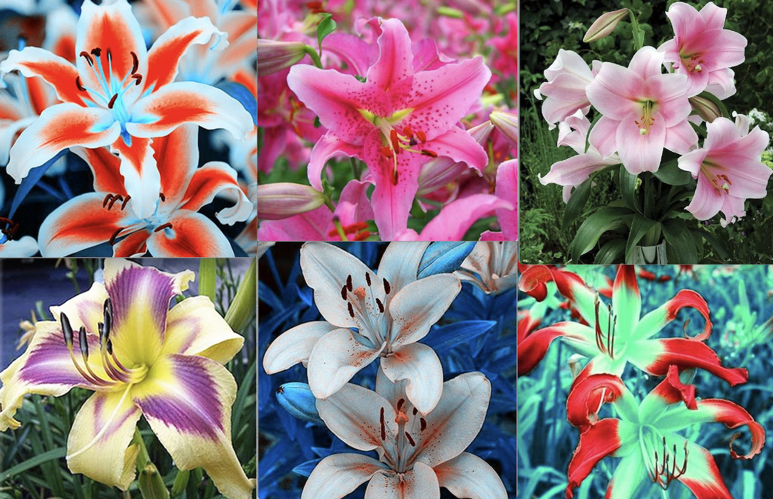 20 EXOTIC rare LILY SEEDS for garden flower perennial plant beds USA SELLER USPS