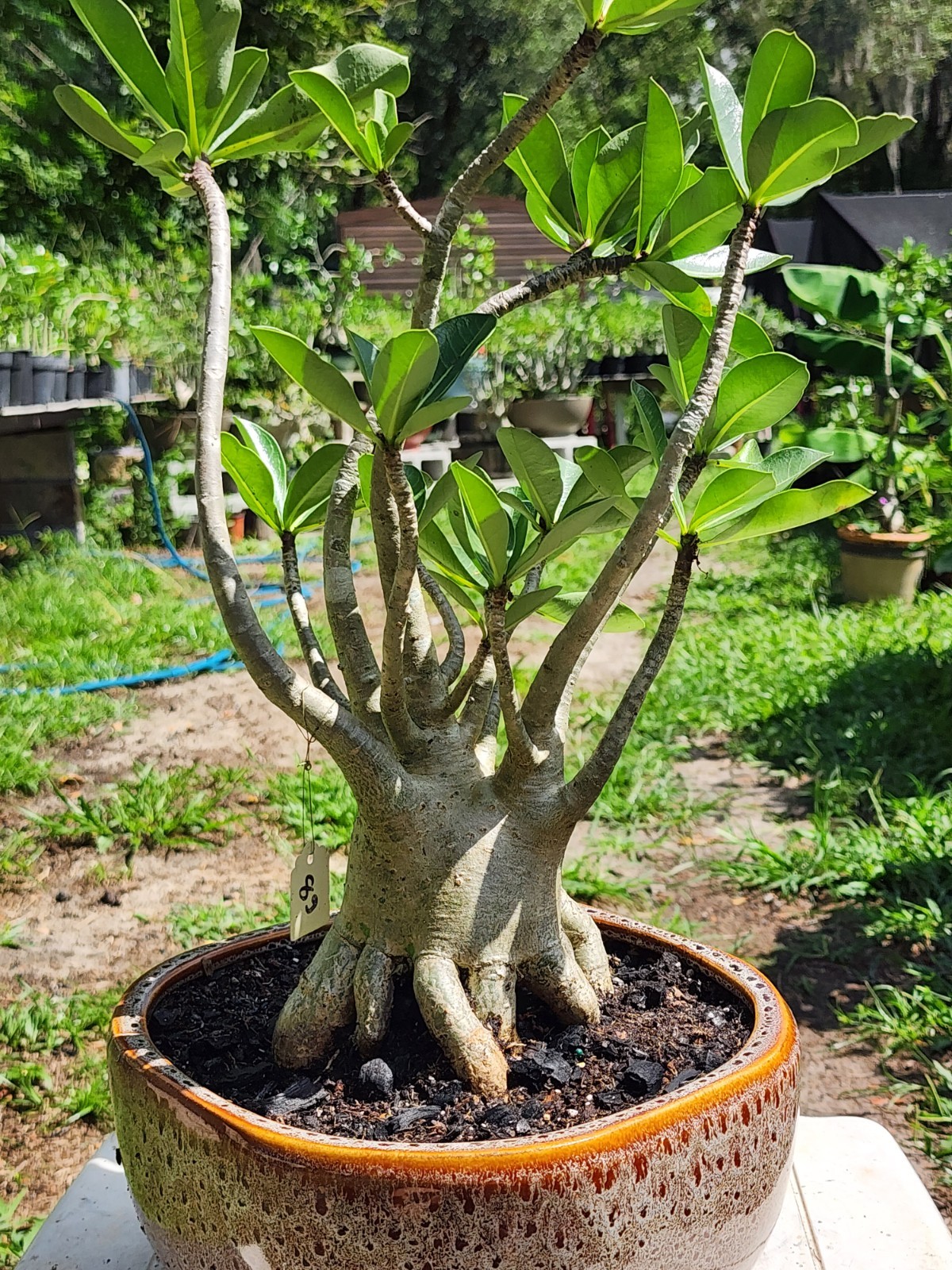 89# Adenium THAI SOKO Desert Rose large / huge . wow with trained roots !