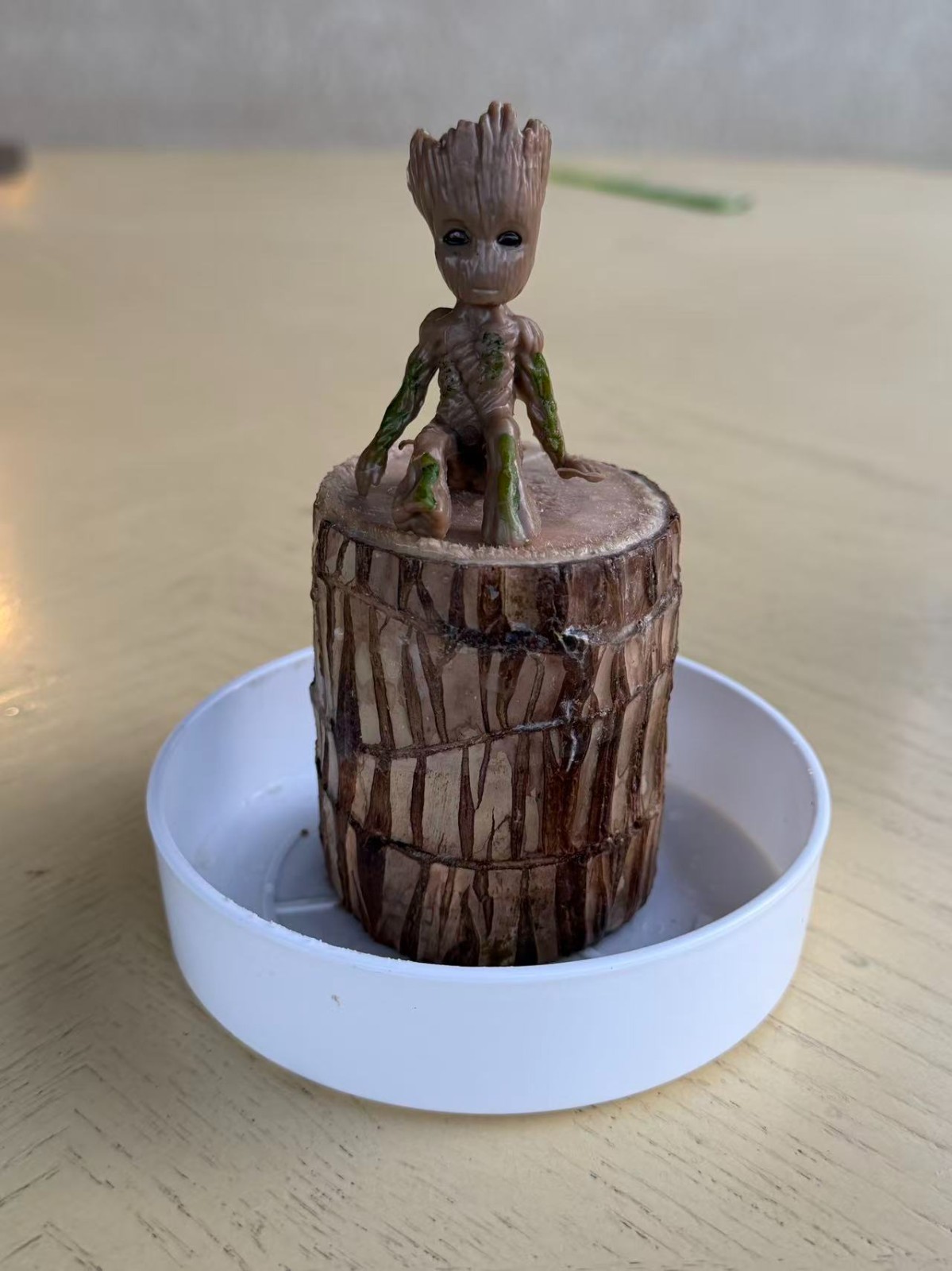 Live Brazilian Lucky Wood – Single Rooted Plant cutting – Indoor Houseplant
