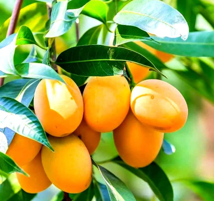 Live Alphonso Mango Plant, 3 Gal Pot, 2–3 Ft Tall, No Ship to CA, HI, PR, GU, AK