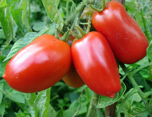 San Marzano Tomato Seeds, NON-GMO, ORGANIC, HEIRLOOM