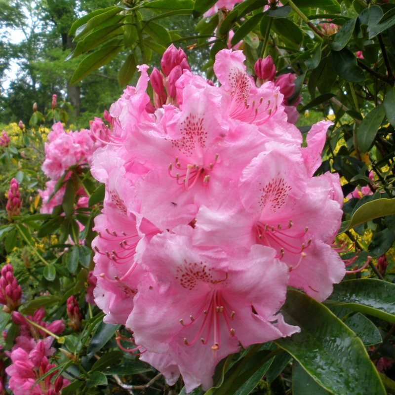 PINK PEARL~Azalea Rhododendron Deciduous Starter Plant~BEAUTIFUL PINK IRIDESCENT