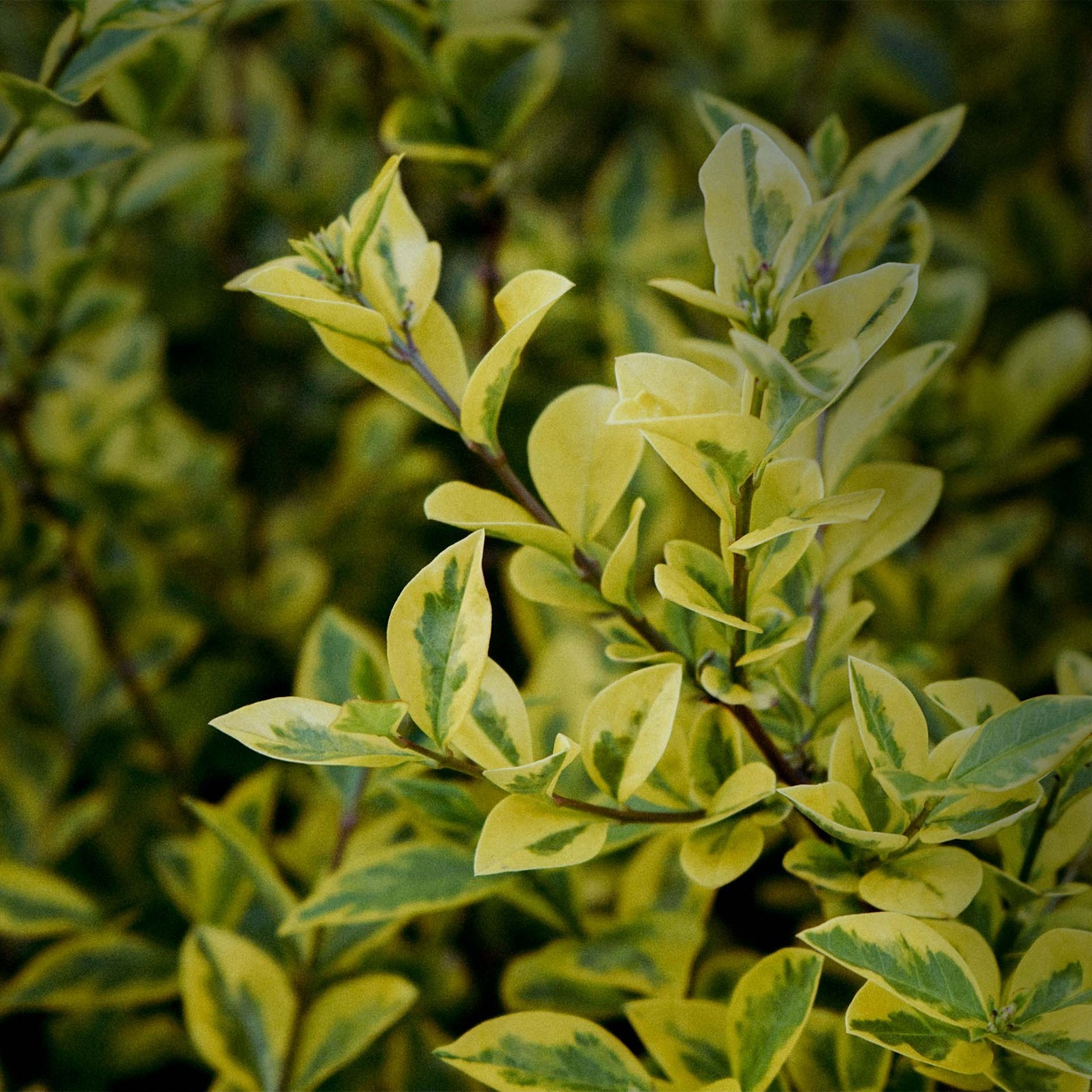Green ‘n Gold Euonymus in 3.5” Nursery Cubes, Euonymus fortunei ‘Emerald ‘n Gold