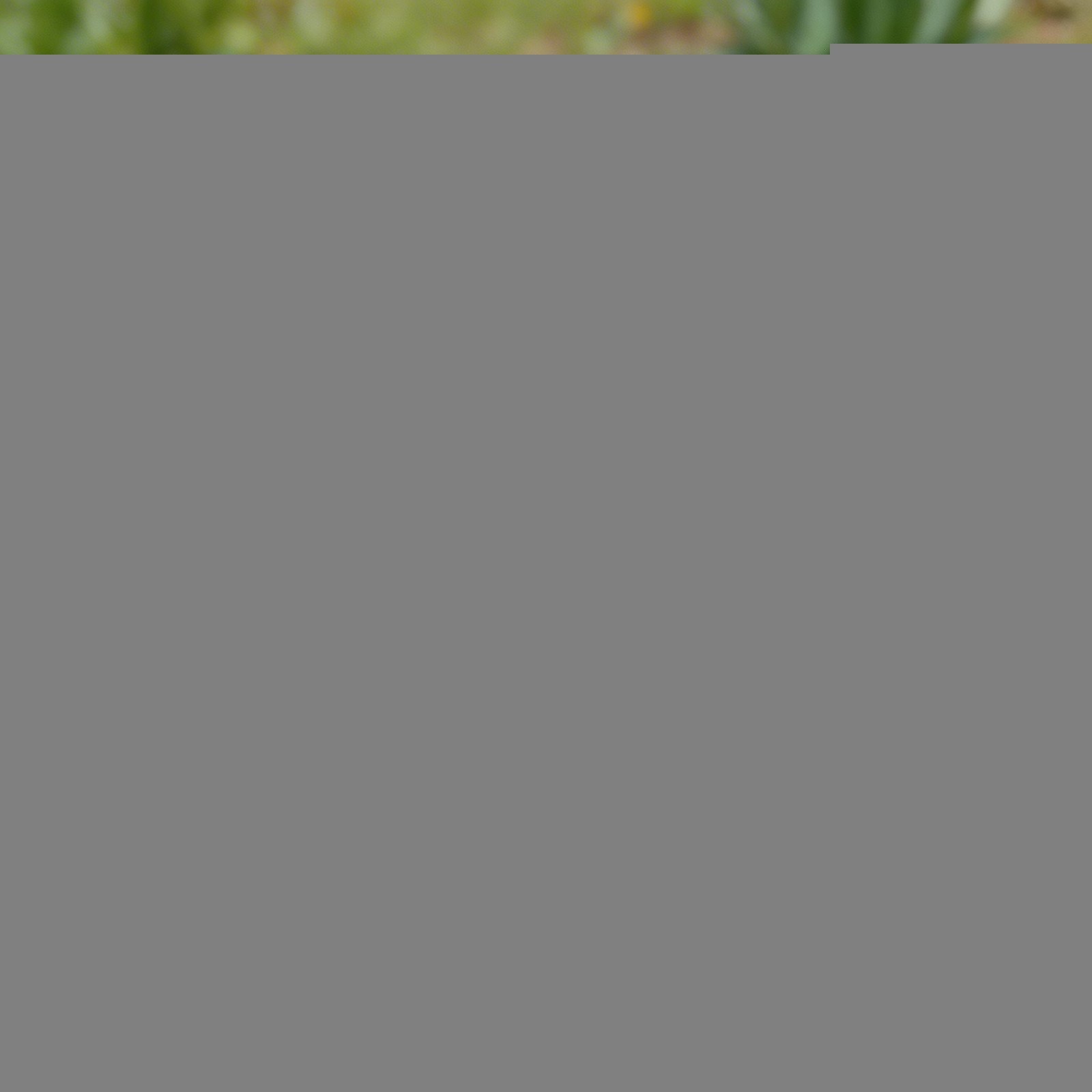 200 Pcs Tulip Seeds – Suitable for Outdoor Garden & Spring Planting
