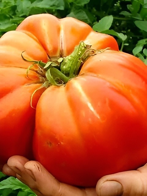 75 Heirloom Mortgage LIfter Tomato Seeds – Huge 4LB Tomato!!