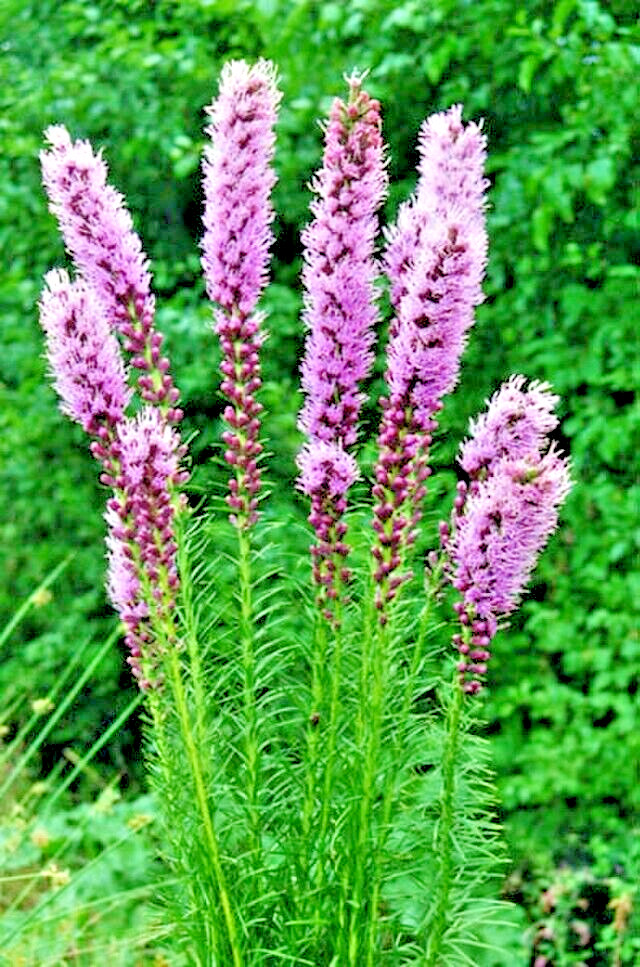 LIATRIS SPIKATA 101 SEEDS, PURPLE, A FEW WHITE, BLAZING STAR, GAYFEATHER