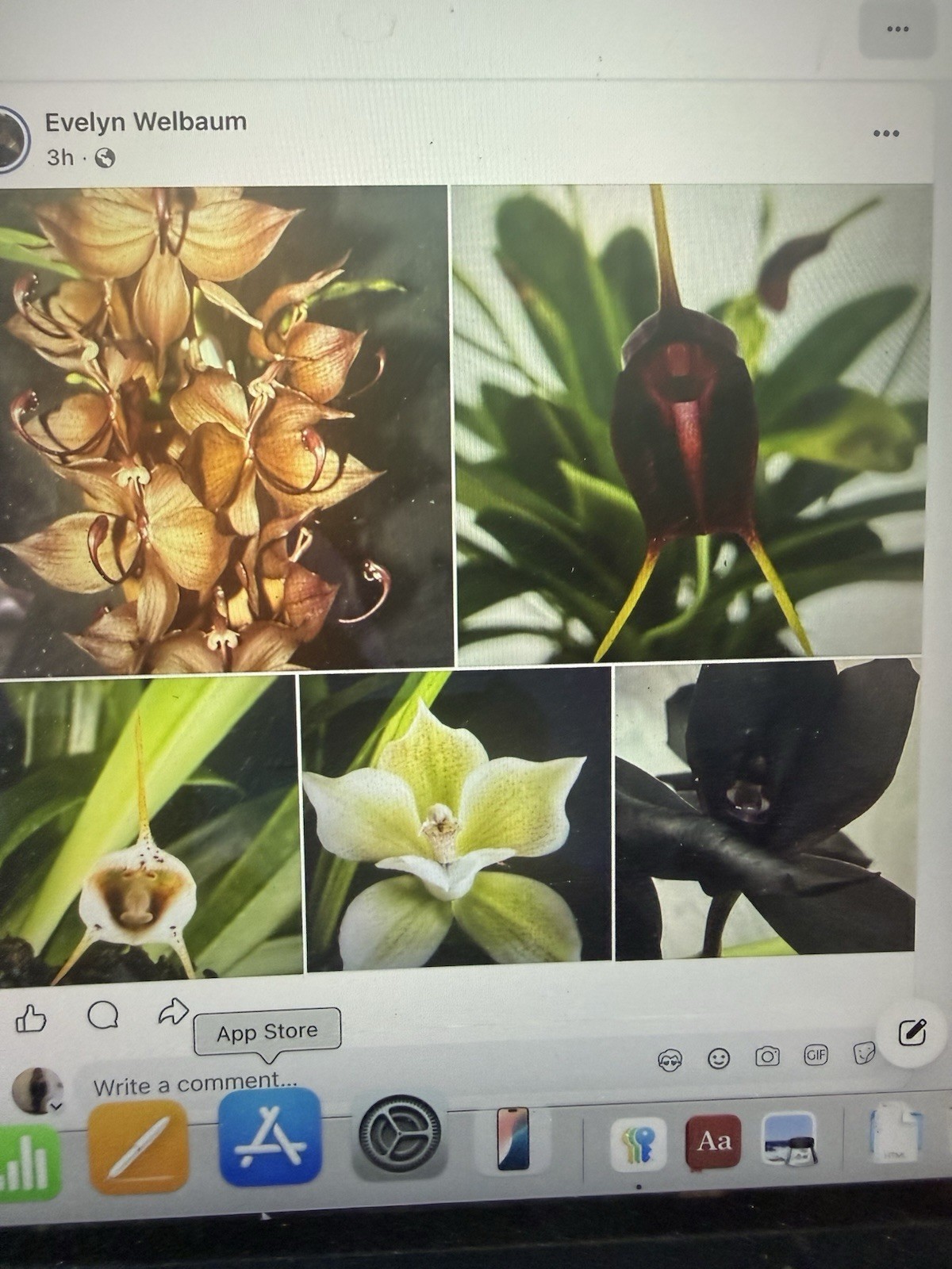 ORCHID Plants 20 Onciduim bulbs $1 each 20 minimum not marked br