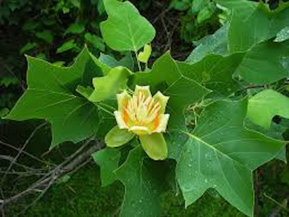 3 Tulip Poplar Tree Bare Root 12-24″ Tall Liriodendron tulipfera