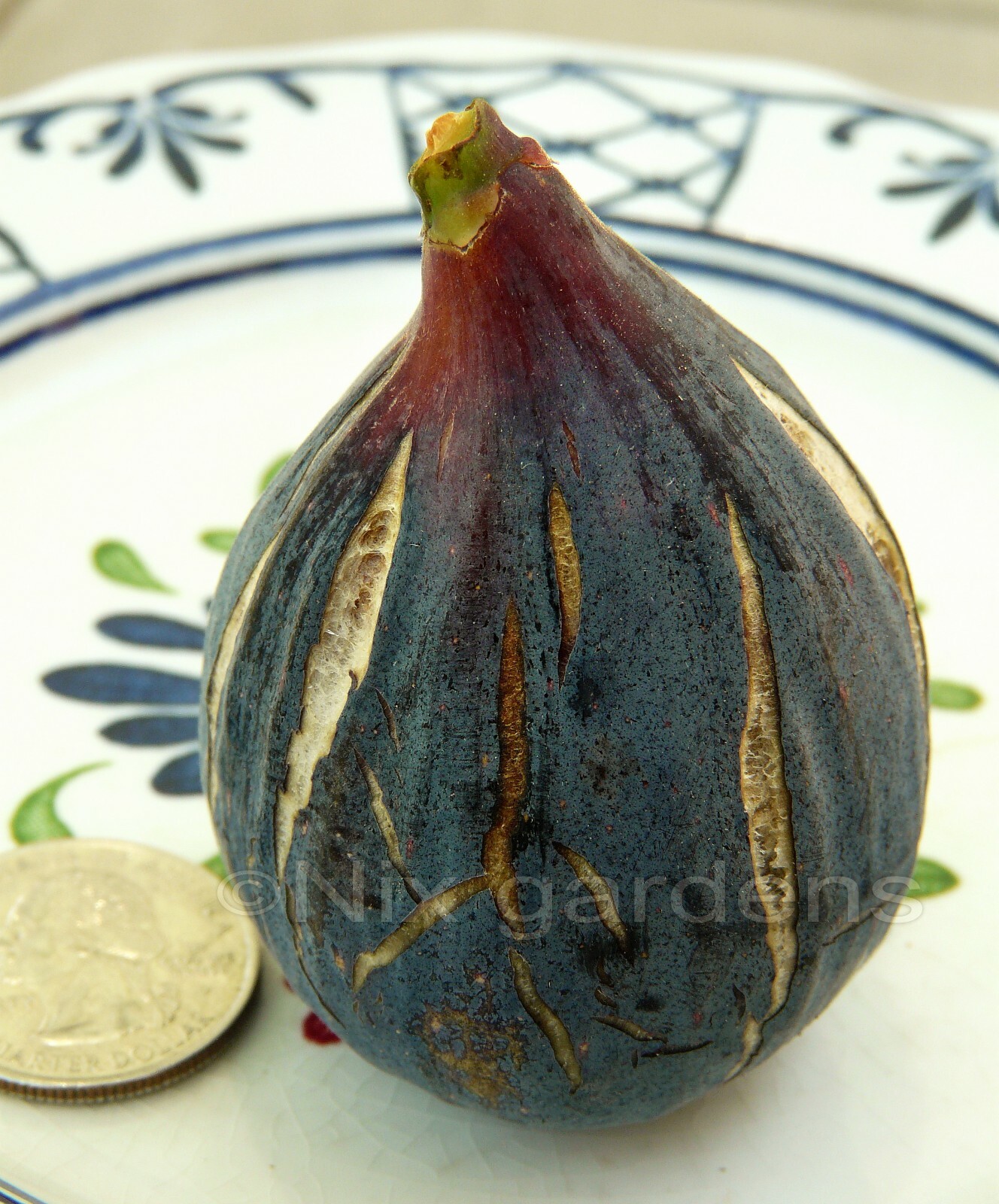 “LEBANESE BLACK/PURPLE” HEIRLOOM FIG TREE (2) Cuttings – Vigorous & Prolific