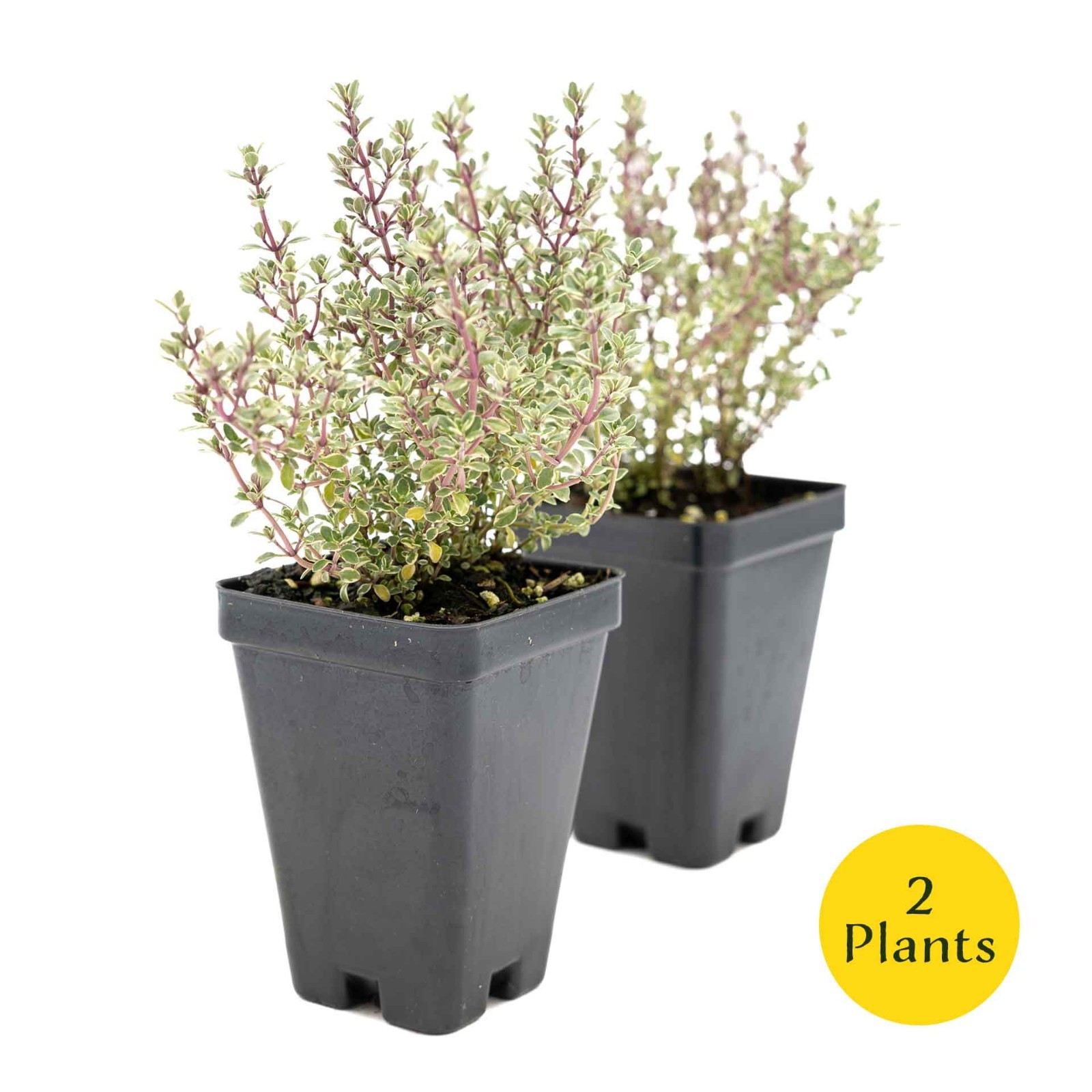 2 Silver Thyme Plants in 3.5″ Cubes, Live Aromatic Variegated Herb (Thymus)