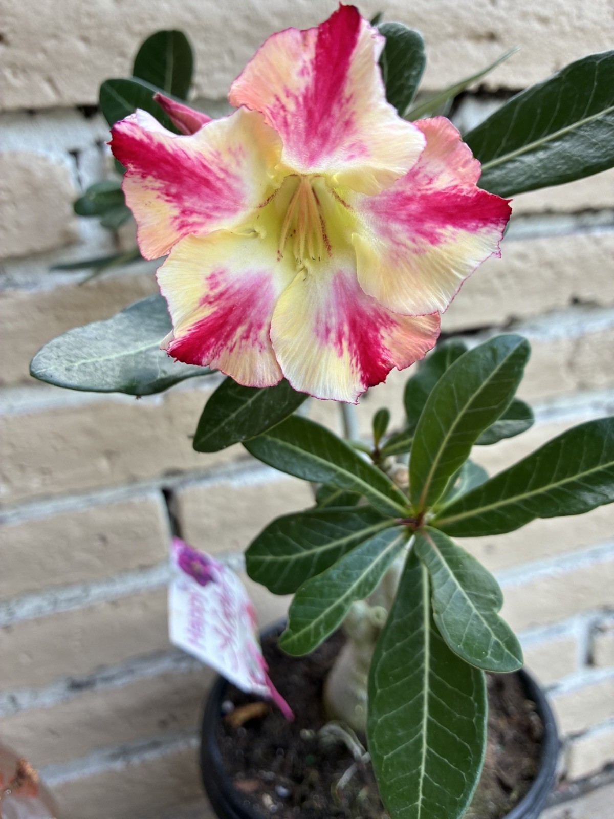 Beautiful Adenium Yellow With Stripes Single Petal Perfect For Bonsái