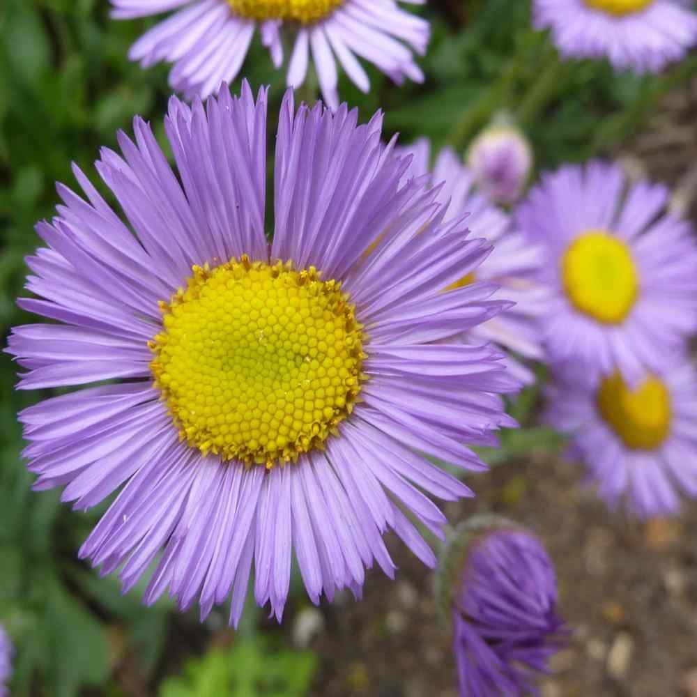 1000 Seeds Erigeron Seeds – Erigeron Speciosus Fleabane Daisy Flower Seed
