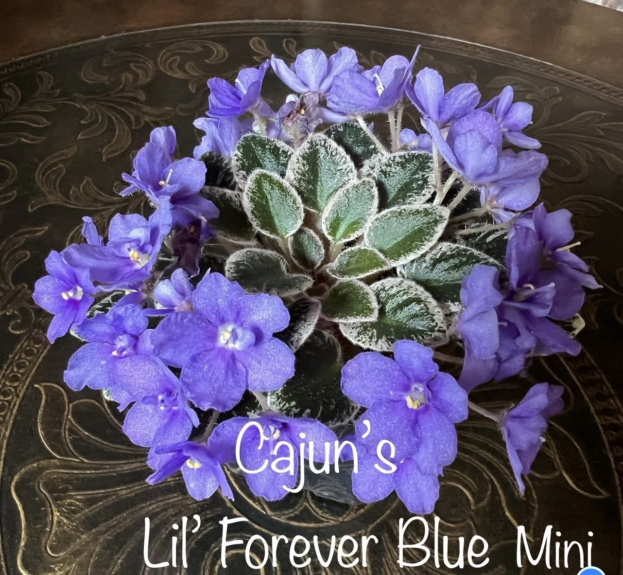 Buyers Choice Mini/Semi Mini Violet 3 Plant Collection. FREE SHIPPING!!!
