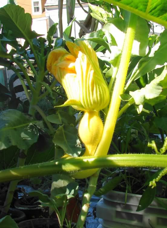 Big Max Pumpkin Seeds, (up to 100 pounds), Cucurbita pepo