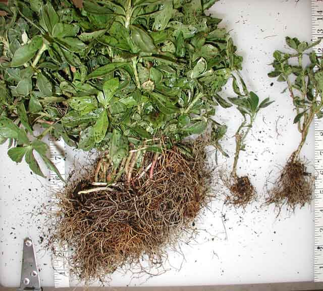 Pachysandra Silver Edge 100 Bare Root Plants