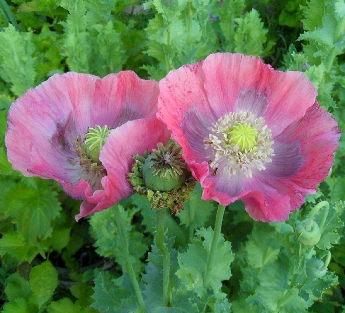 2,500 Organic Hens and Chicks Papaever Somniferum Poppy Seeds For Planting