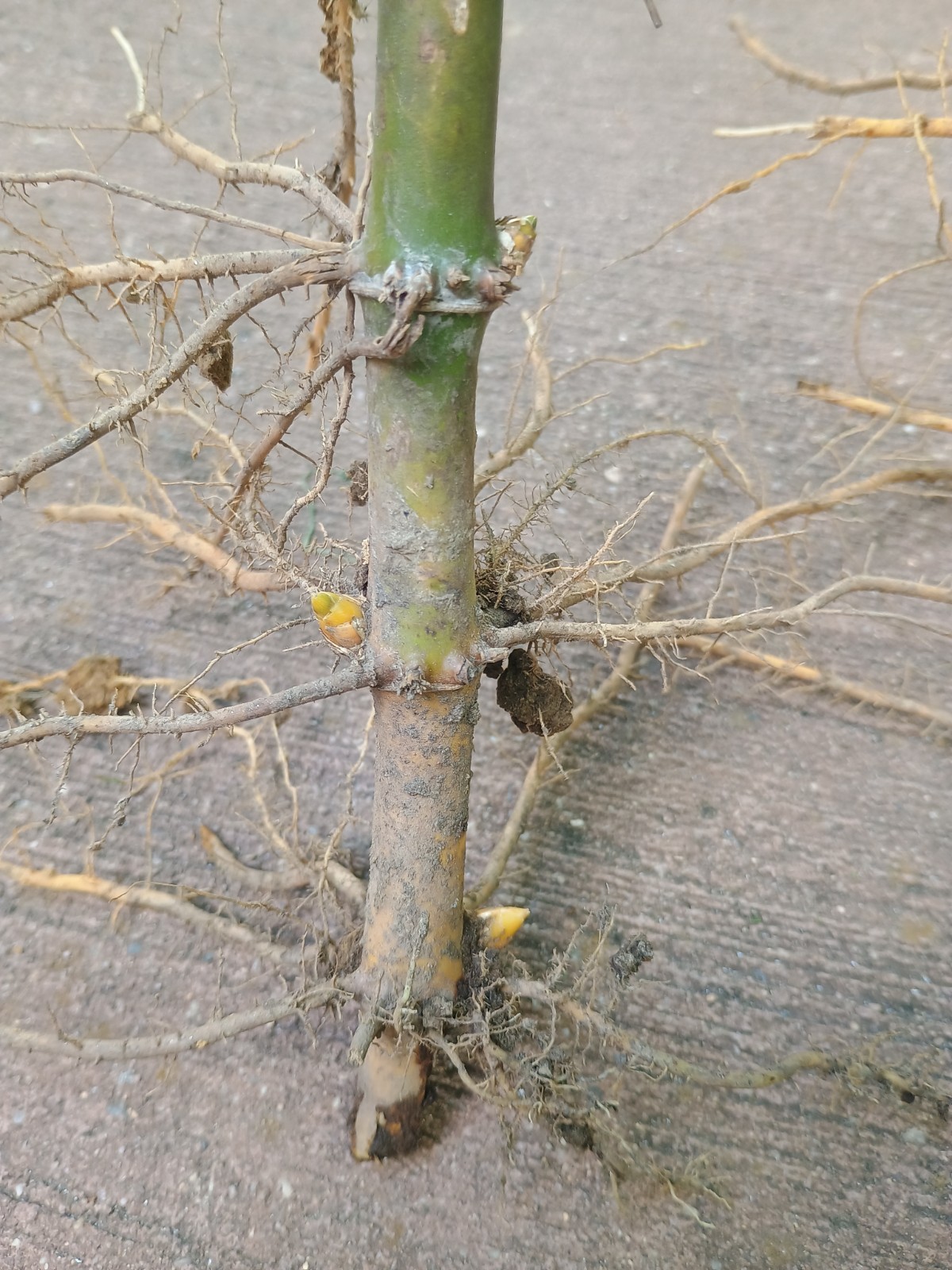 (2) Live Running Bamboo Roots Rhizomes 6″+ Zone 7 Cold Hardy 40′ Tall