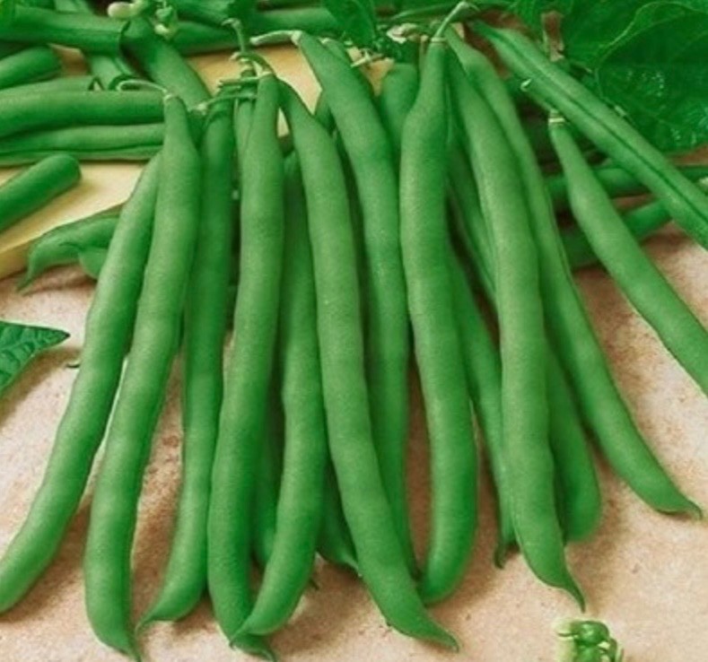 Contender Stringless Bush Green Bean – Fresh Seeds 2026, Early Heirloom 🇺🇸 USA